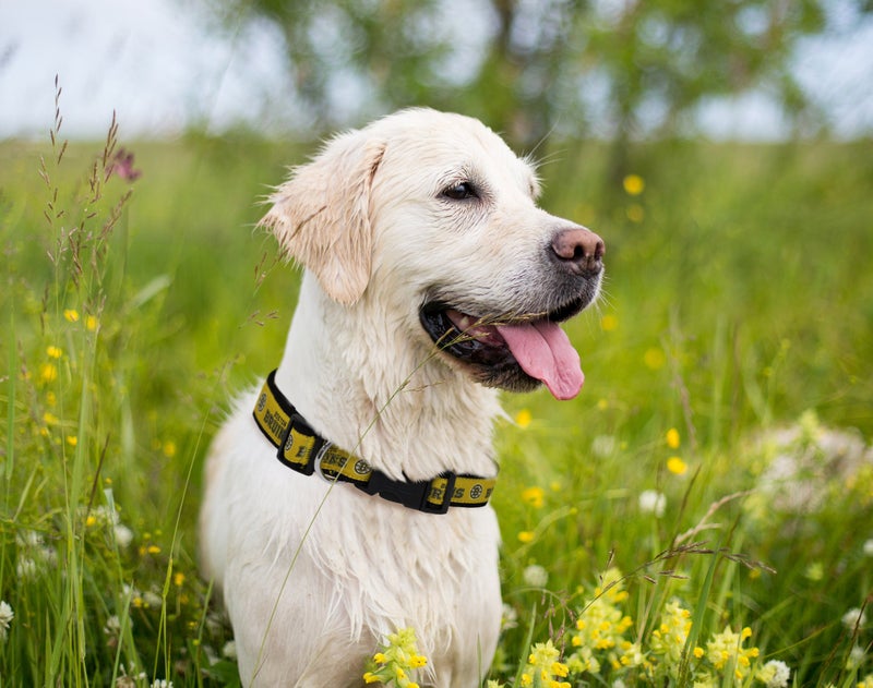 Pets First NHL Boston Bruins Collar for Dogs & Cats, Large. - Adjustable, Cute & Stylish! The Ultimate Hockey Fan Collar! - Image 3